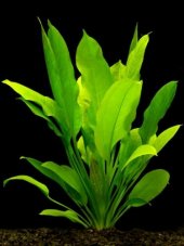 Echinodorus bleherae-XXL