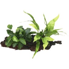 Anubias barteri nana mit Microsorum auf Wurzel