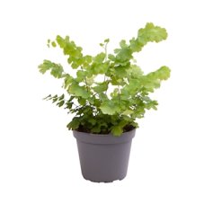 Adiantum ‘Fritz Luthi’