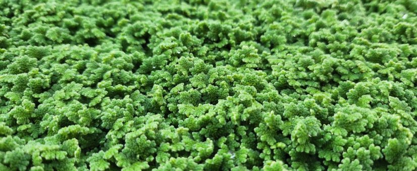 Azolla filiculoides - box