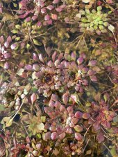 Ludwigia sedioides
