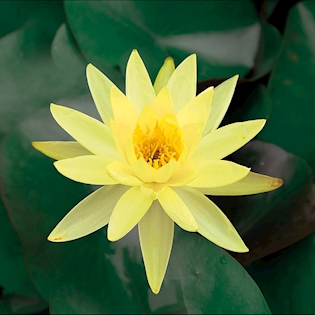 LAWANA Nymphaea Natura, leknín žlutý