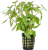Ostatní akvarijní rostliny