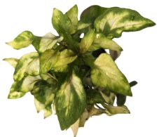 Alternanthera colorata T