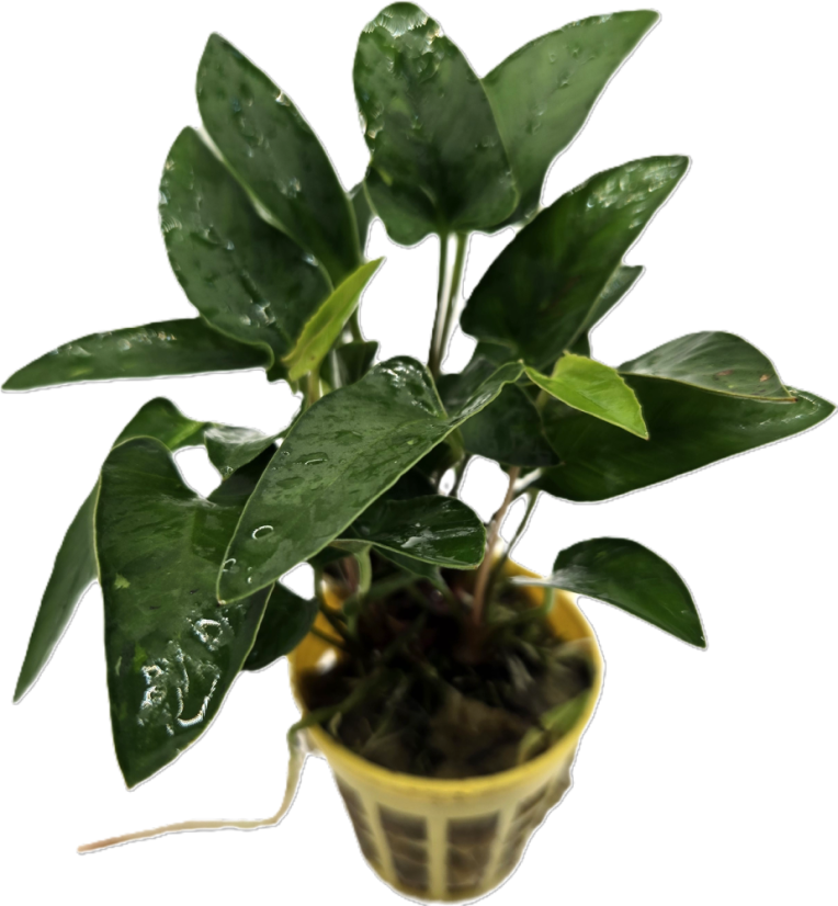 Anubias gracilis