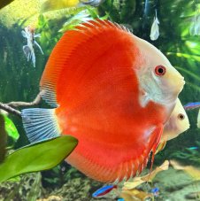 Terčovec - S.discus Red Melon vel. 5-6cm