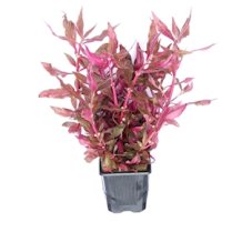 Alternanthera reineckii ´Red Ruby´ XXL