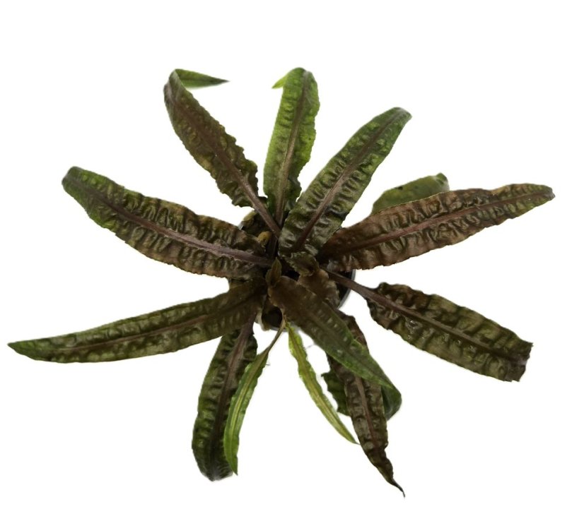 Cryptocoryne balansae