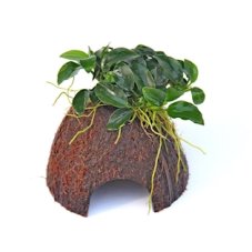 Nano Cave mit Anubias Bonsai