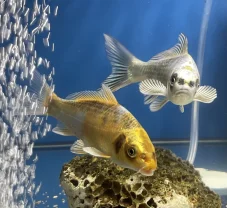 KOI kapr EUROKOI Mix 12-18cm