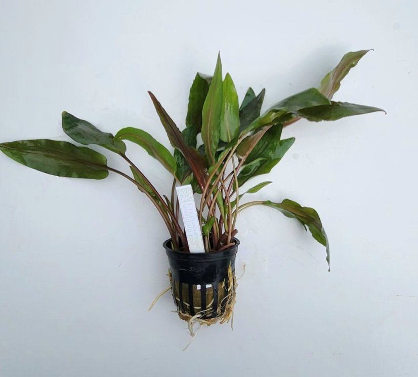 Cryptocoryne undulata red