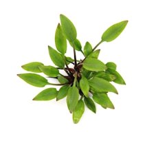 5 Cryptocoryne lutea Hobbit