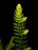 Ceratophyllum demersum