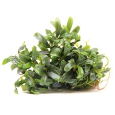 7 Bucephaandra spec.mini Needle leaf - IN VITRO