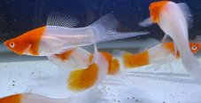Mečovka mexická - X.Helleri albino koi kohaku vel. 4cm
