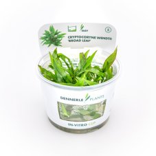 Cryptocoryne wendtii ´Broad Leaf´ In-Vitro