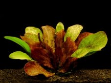 Echinodorus Red Flame-XXL