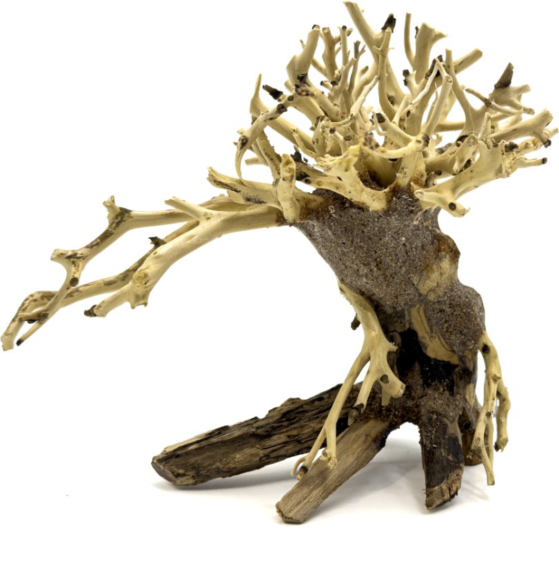 Bonsai Driftwood 15 x 10 x 13 cm No.13 Bonsai Driftwood 15 x 10 x 13 cm No.13