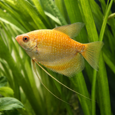 Čichavec zlatý - Trichopodus trichopterus 'Gold' vel. 5cm