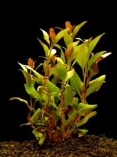 Alternanthera reineckii