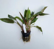 Cryptocoryne undulata red