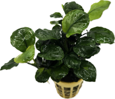 Anubias barteri "Golden coin leaf"