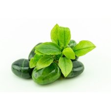 Anubias nana ´Jade´