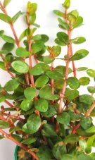 Rotala sp. "Yao Yai"