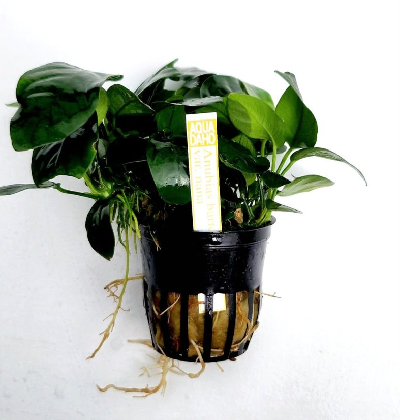 Anubias barteri var. nana