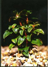 Ammania senegalensis