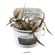 Cryptocoryne spiralis 'Red' CUP