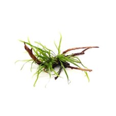 10 Microsorum pteropus Trident on Spiderwood
