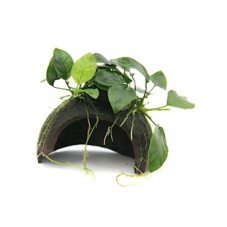 Coco Cave mit Anubias nana