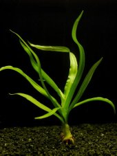 Crinum thaianum-"cibule"