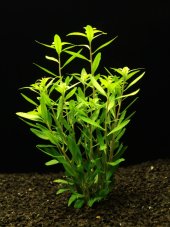 Proserpinaca palustris "Cuba"