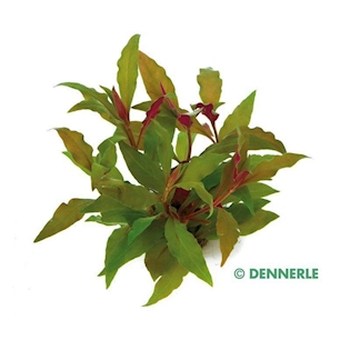Alternanthera reineckii ROT Alternanthera reineckii ROT