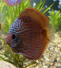Terčovec - S.discus Red Turquoise vel. 5-6cm
