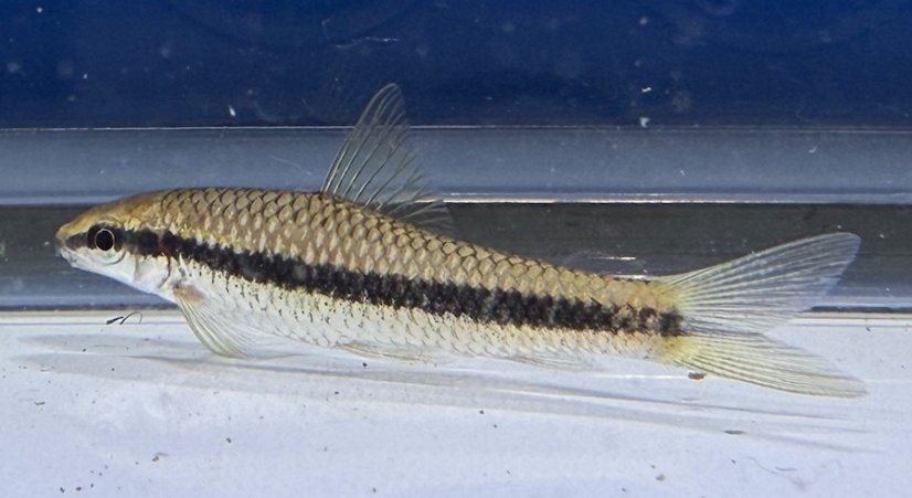 Crossocheilus siamensis - Parmička černopruhá vel. 3cm
