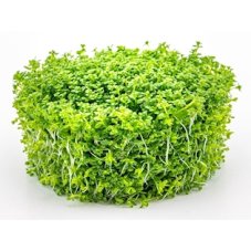 7 Hemianthus Cuba pad