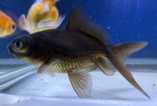 C.auratus Black telescope - Závojnatka černá teleskopka vel. 4-5cm