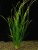 Vallisneria americ. var. natans