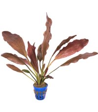 Echinodorus Red October