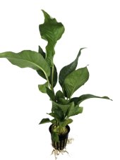 Anubias heterophylla