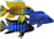 Africké cichlidy