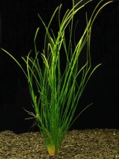 Vallisneria americ. var. natans