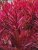 Rotala blood red Singapore