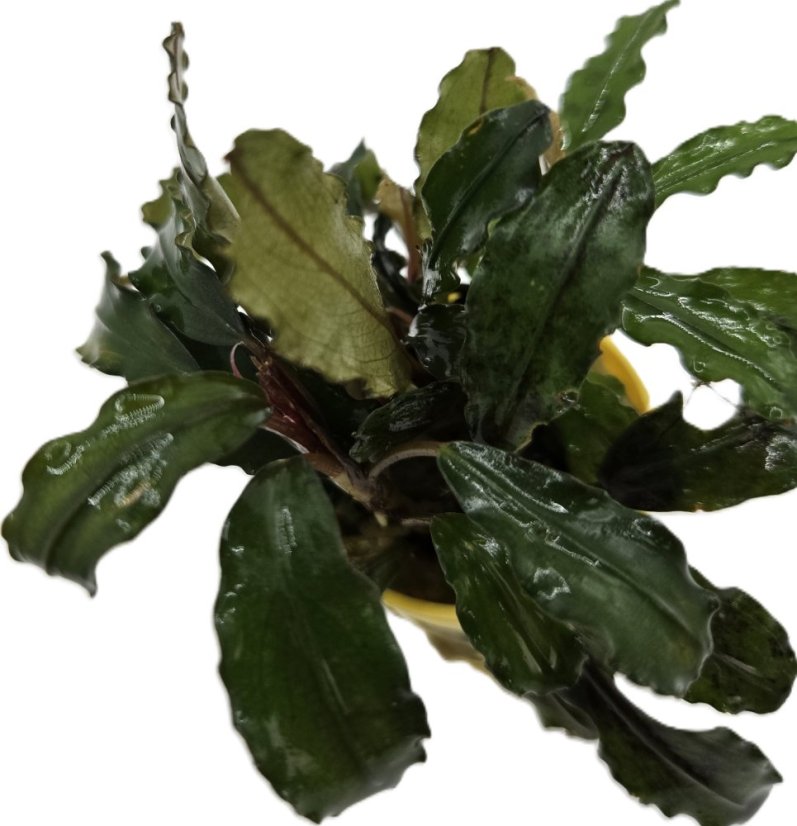 Bucephalandra biblis sky