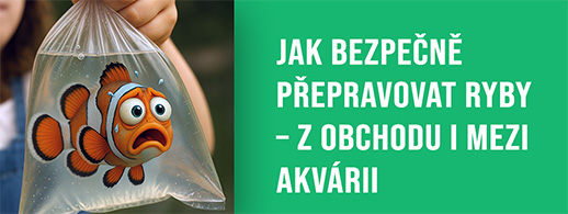 Jak bezpečně přepravovat ryby – z obchodu i mezi akvárii