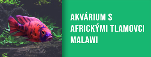 Akvárium s africkými tlamovci MALAWI