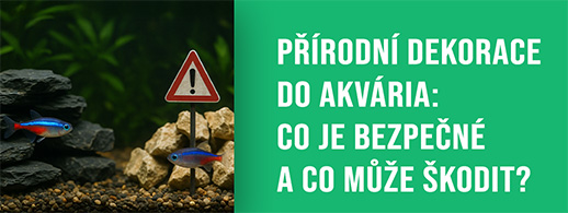 Přírodní dekorace do akvária: co je bezpečné a co může škodit?